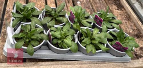 8 ARABIS ROSE DELIGHT PLANTS