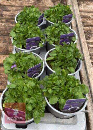 8 AUBRIETA AXCENT LIGHT BLUE PLANTS