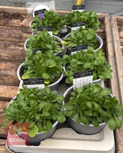 8 AUBRIETA AXCENT LIGHT BLUE PLANTS