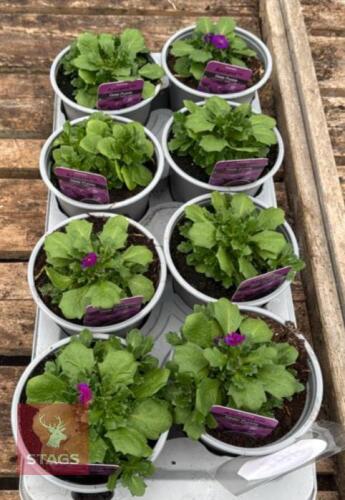 8 AUBRIETA AXCENT DEEP PURPLE PLANTS
