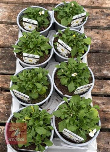 8 AUBRIETA AXCENT WHITE PLANTS