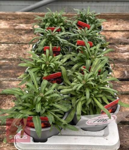 8 ERYSIMUM WALLFLOWER FIRE PLANTS