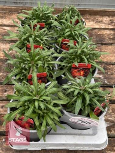 8 ERYSIMUM WALLFLOWER FIRE PLANTS