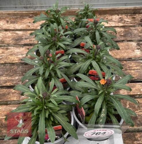8 ERYSIMUM WALLFLOWER SUNSET PLANTS