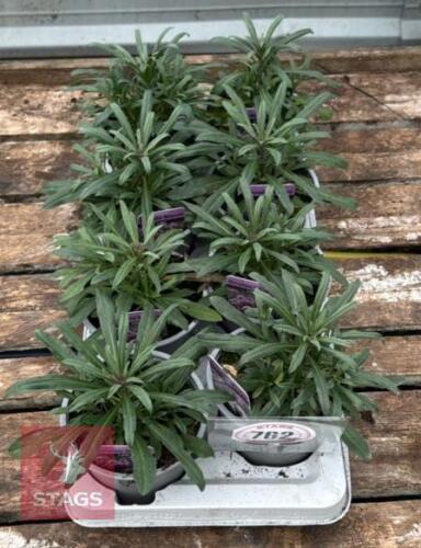 8 ERYSIMUM WALLFLOWER LILAC PLANTS