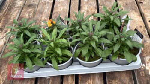 8 ERYSIMUM WALLFLOWER ORANGE PLANTS