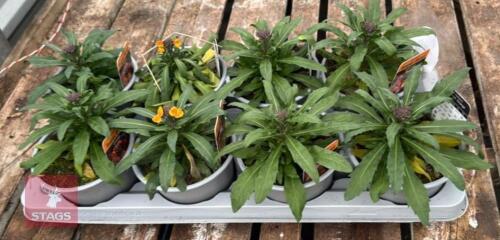 8 ERYSIMUM WALLFLOWER ORANGE PLANTS