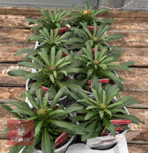 8 ERYSIMUM WALLFLOWER PLANTS