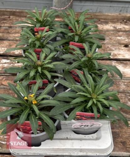 8 ERYSIMUM WALLFLOWER PLANTS