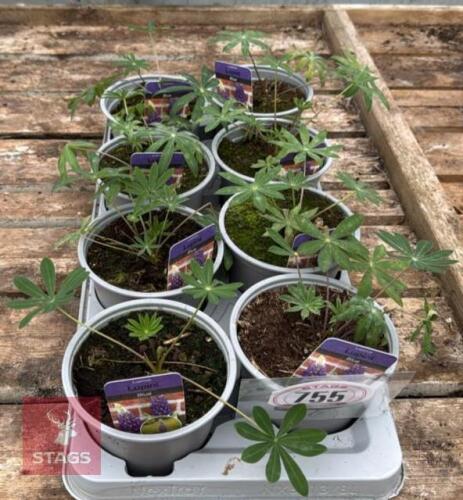 8 LUPINOS LUPINI BLUE PLANTS