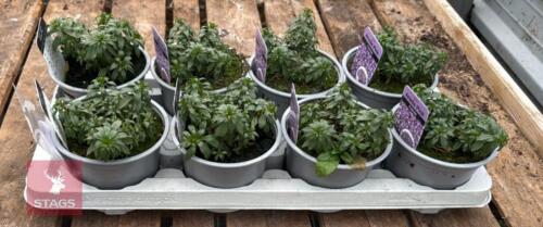 8 IBERIS ARIELLE PINK PLANTS