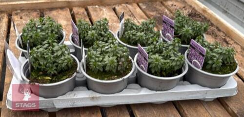 8 IBERIS ARIELLE PINK PLANTS