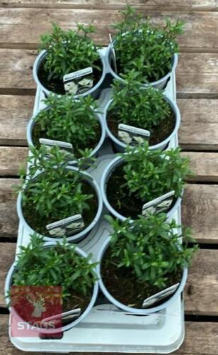 8 ARENARIA BLIZZARD COMPACT PLANTS