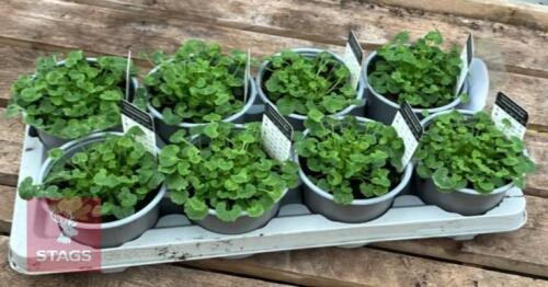 8 CAMPANULA CLOCKWISE PLANTS