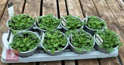8 CAMPANULA PRISTAR WHITE PLANTS