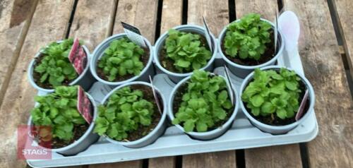 8 ARABIS LITTLE TREASURE PLANTS