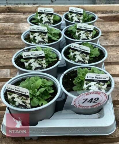 8 ARABIS LITTLE TREASURE PLANTS
