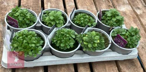 8 AUBRIETA AXCENT VIOLET PLANTS