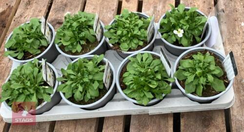 8 AUBRIETA AXCENT WHITE PLANTS