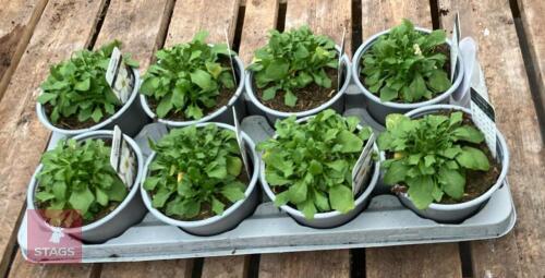 8 AUBRIETA AXCENT WHITE PLANTS