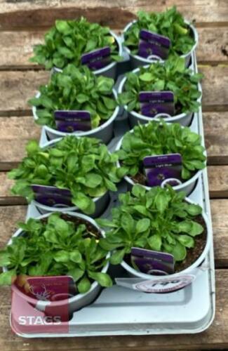 8 AUBRIETA AXCENT LIGHT BLUE PLANTS