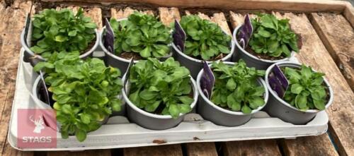 8 AUBRIETA AXCENT LIGHT BLUE PLANTS