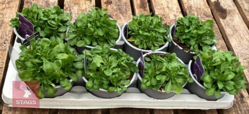 8 AUBRIETA AXCENT LIGHT BLUE PLANTS