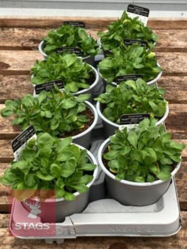 8 AUBRIETA AXCENT LIGHT BLUE PLANTS