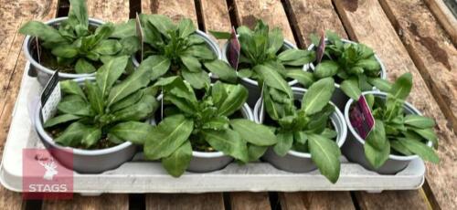 8 ARABIS ROSE DELIGHT PLANTS