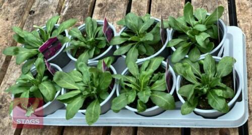 8 ARABIS ROSE DELIGHT PLANTS