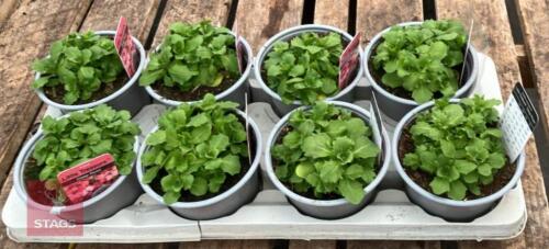 8 ARABIS LITTLE TREASURE PLANTS