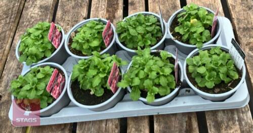 8 ARABIS LITTLE TREASURE PLANTS