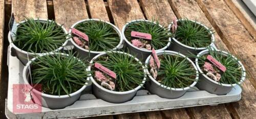 8 ARMERIA ARMADA PINK PLANTS