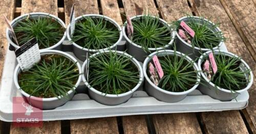 8 ARMERIA ARMADA PINK PLANTS