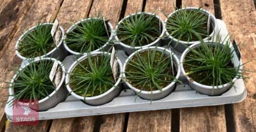 8 ARMERIA ARMADA WHITE PLANTS