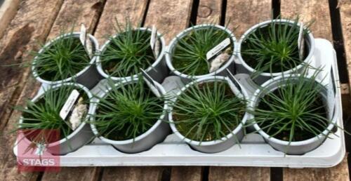 8 ARMERIA ARMADA WHITE PLANTS