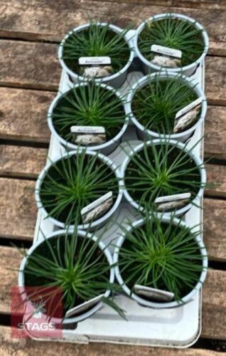 8 ARMERIA ARMADA WHITE PLANTS