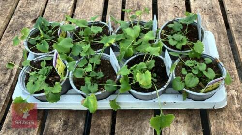 8 DORONICUM LITTLE LEO PLANTS