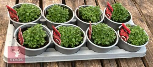 8 SAXIFRAGA SAX APPEAL CARNIVAL PLANTS