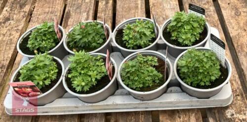 8 SAXIFRAGA X ARENDSII ALPINE PLANTS