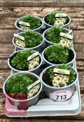 8 SAXIFRAGA ALPINE LIME PLANTS
