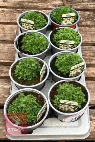 8 SAXIFRAGA TOURAN LIME GREEN PLANTS