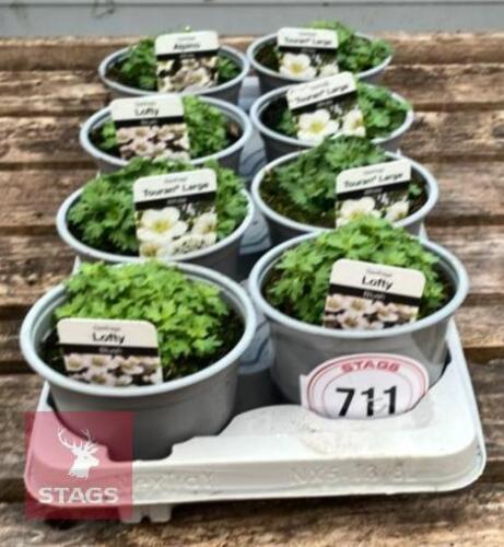 8 SAXIFRAGA LOFTY BLUSH PLANTS