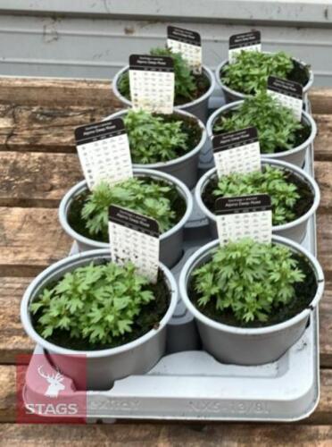 8 SAXIFRAGA ALPINE DEEP ROSE PLANTS