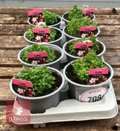 8 SAXIFRAGA LOFTY PINK SHADES PLANTS