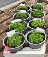 8 SAXIFRAGA LOFTY PINK SHADES PLANTS - 5