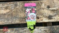 8 SAXIFRAGA LOFTY PINK SHADES PLANTS - 6