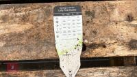 8 SAXIFRAGA LOFTY PINK SHADES PLANTS - 7