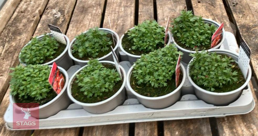 8 SAXIFRAGA X ARENDSII ALPHINE PLANTS