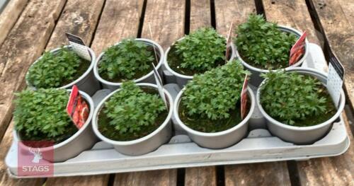 8 SAXIFRAGA X ARENDSII ALPHINE PLANTS